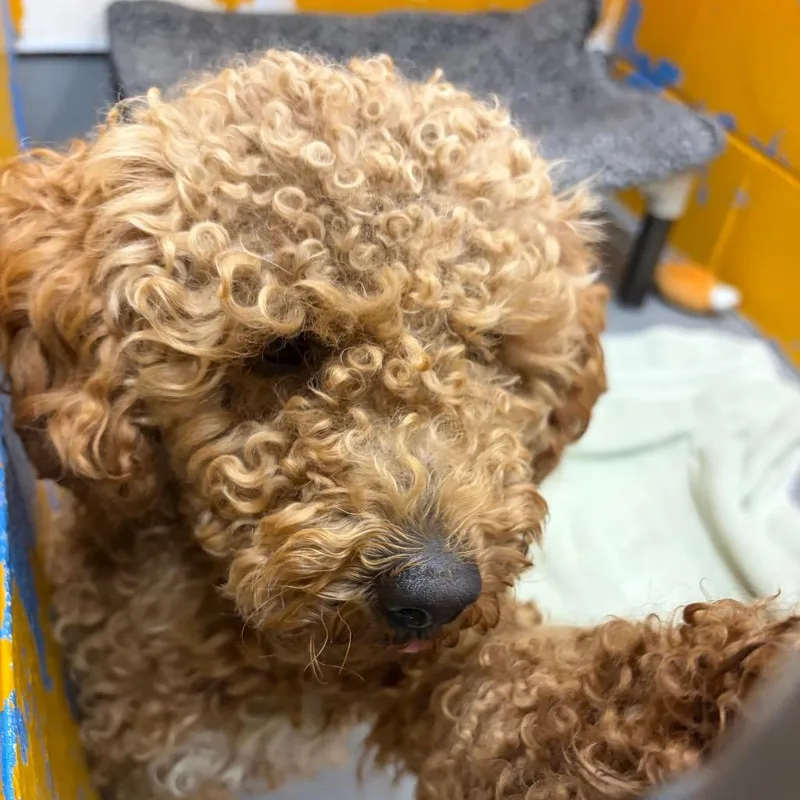 Canelo