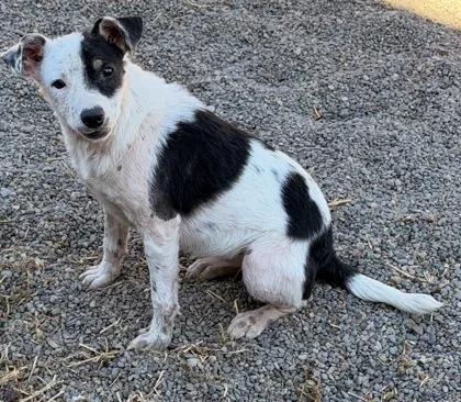 A baby medium-sized female Australian Cattle Dog / Blue Heeler dog named June Bug for adoption in Redmond, OR