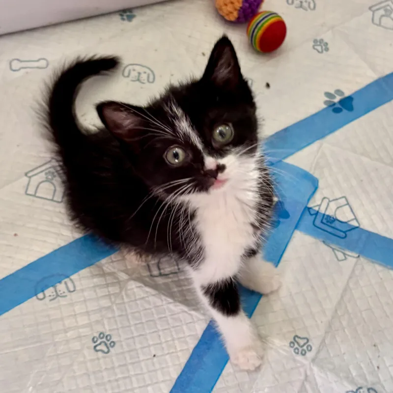 A baby small-sized female Black & White / Tuxedo American Shorthair cat named Lentil for adoption in Wallkill, NY