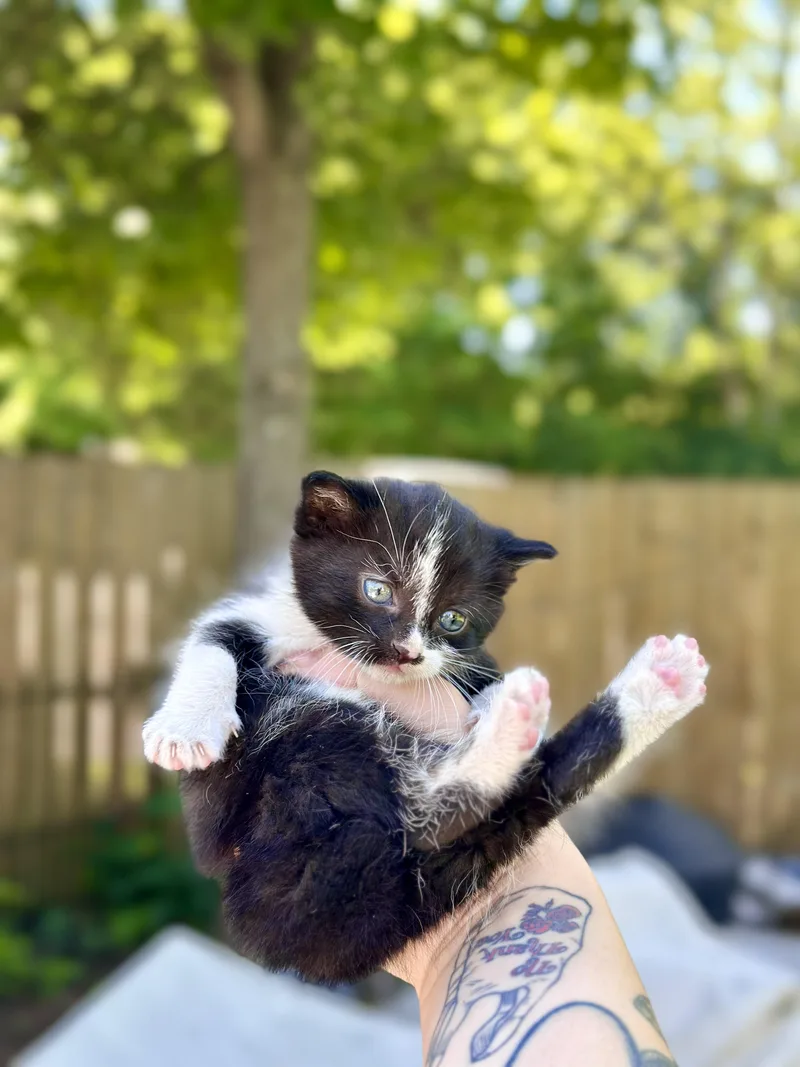 Lentil thumbnail 2