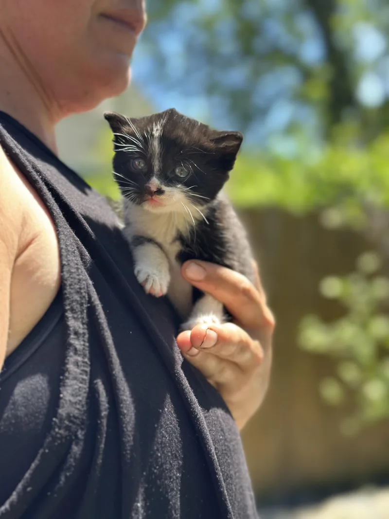 Lentil thumbnail 3