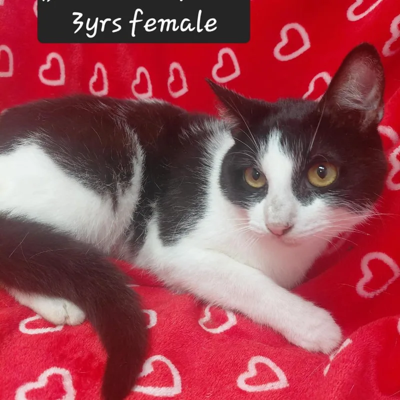 An adult small-sized female Domestic Short Hair cat named Bramble for adoption in New Tazewell, TN