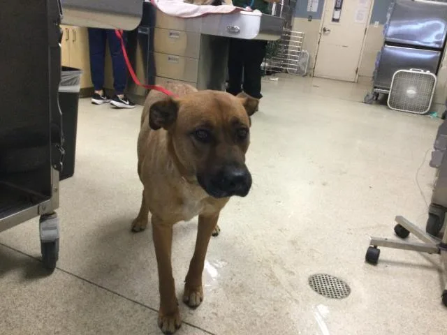 An adult small-sized female German Shepherd Dog dog named Destinee for adoption in Riverside, CA