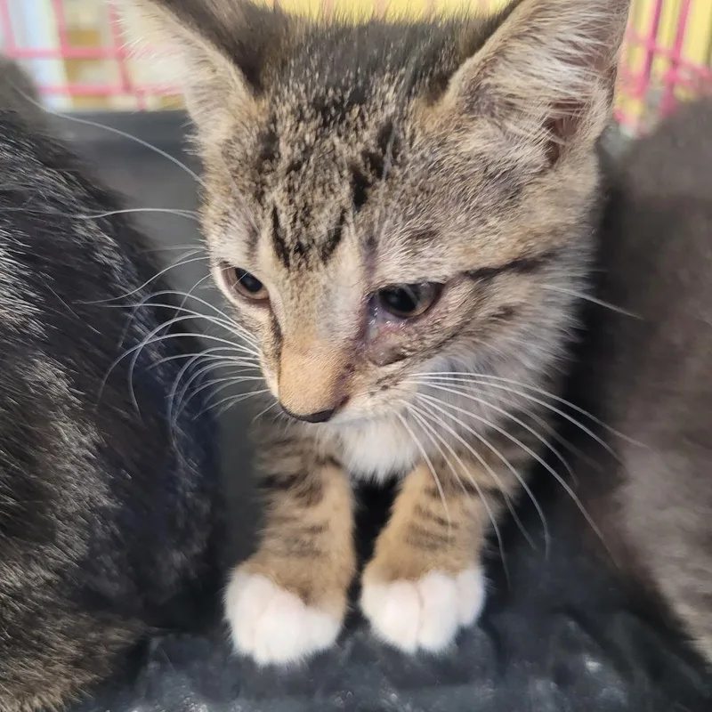 A baby small-sized female Buff / Tan / Fawn Domestic Short Hair cat named Demi for adoption in Clarksdale, MS