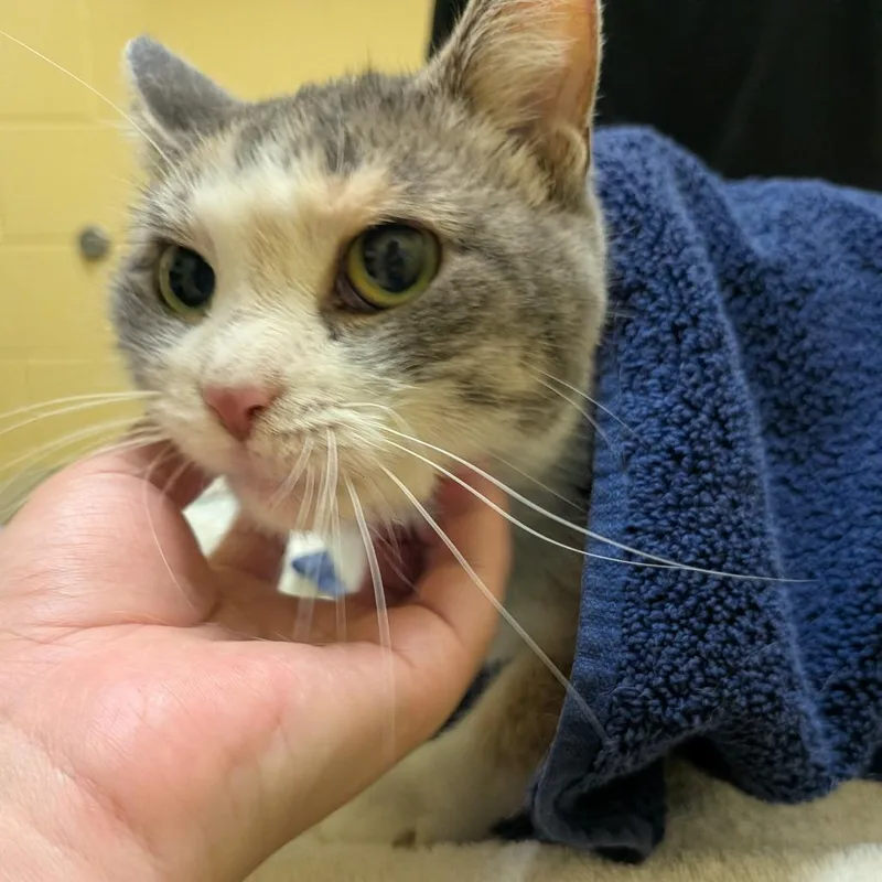 An adult medium-sized female Tortoiseshell Domestic Short Hair cat named Georgina for adoption in Grand Rapids, MI