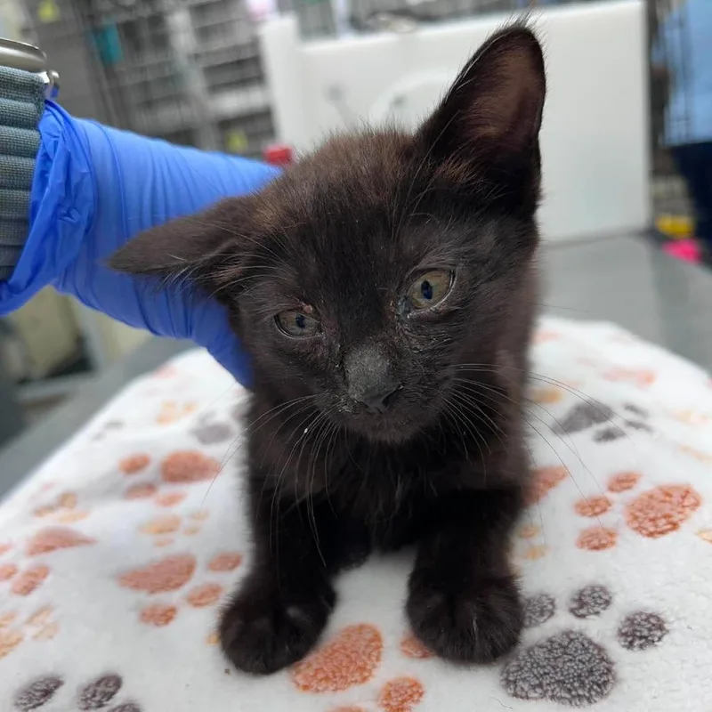 A baby small-sized female Black Domestic Short Hair cat named Eve for adoption in Bastrop, TX