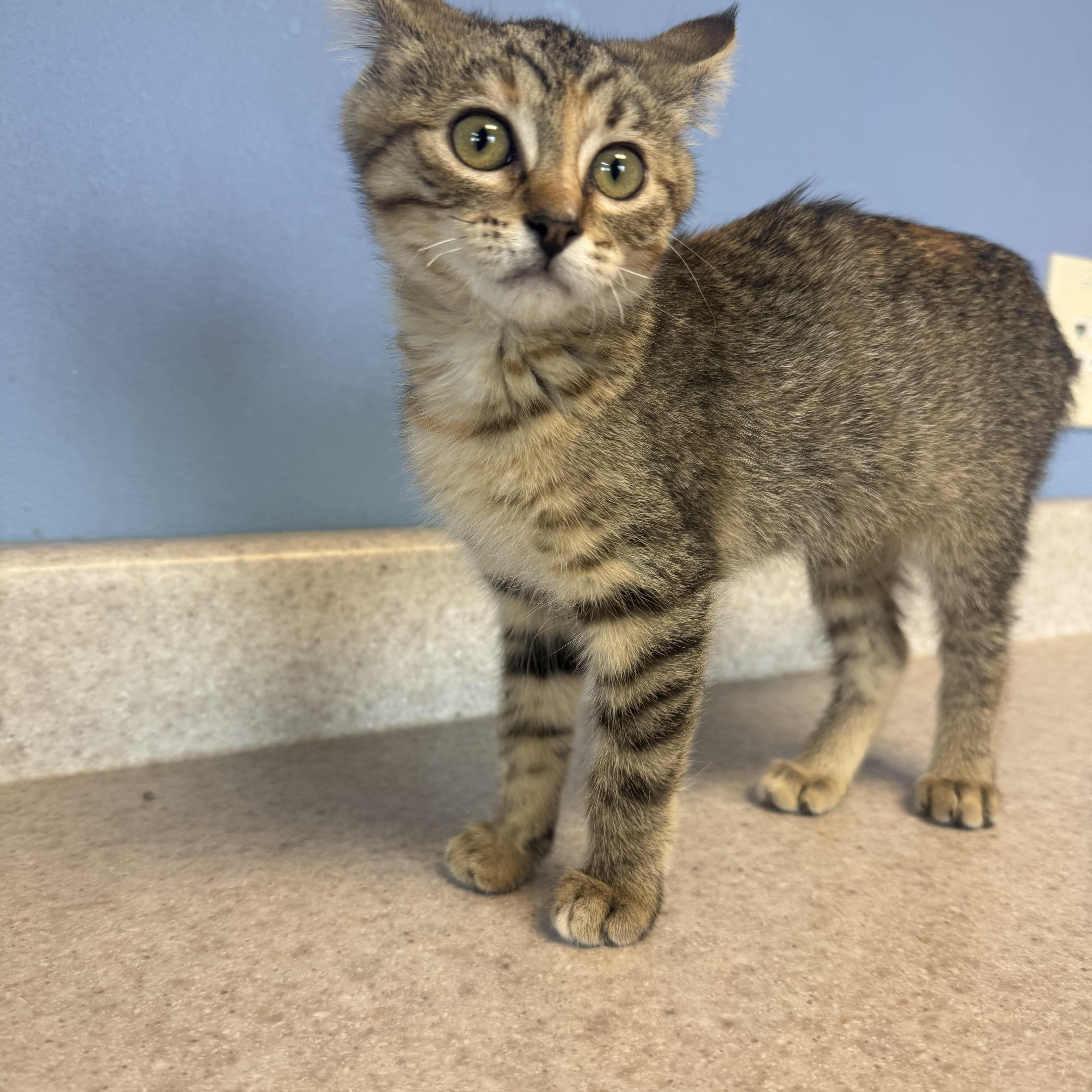 A young medium-sized female Tabby (Buff / Tan / Fawn) Domestic Short Hair cat named Ambrosia for adoption in Brookings, SD