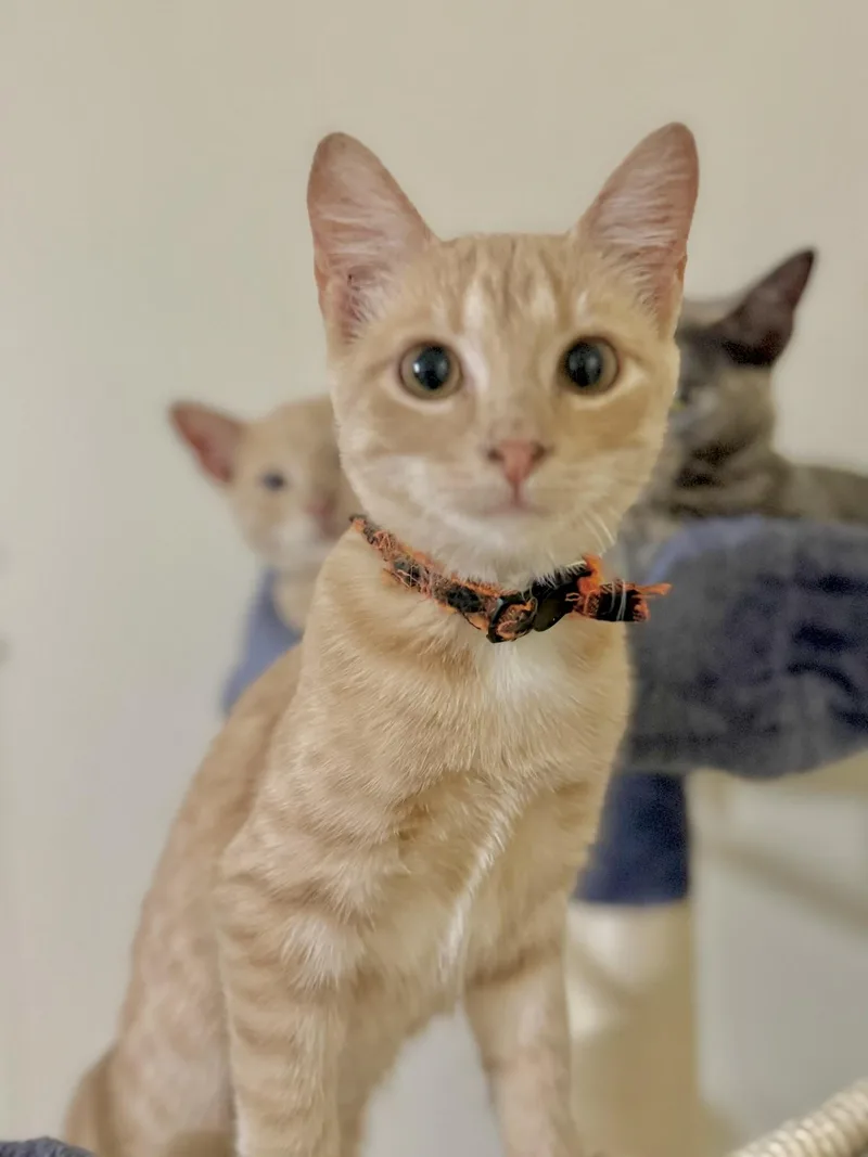 Sunny  Kuykendahl Petsmart thumbnail 2