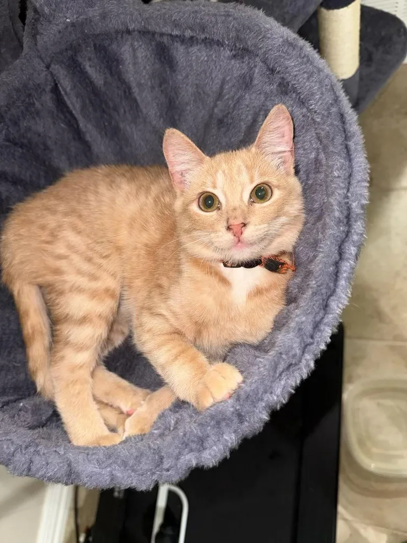 Sunny  Kuykendahl Petsmart thumbnail 3