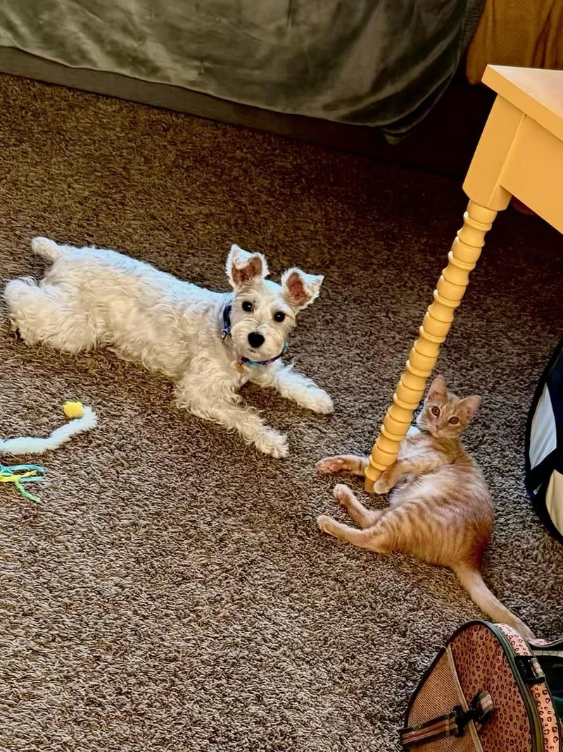 Sunny  Kuykendahl Petsmart thumbnail 4