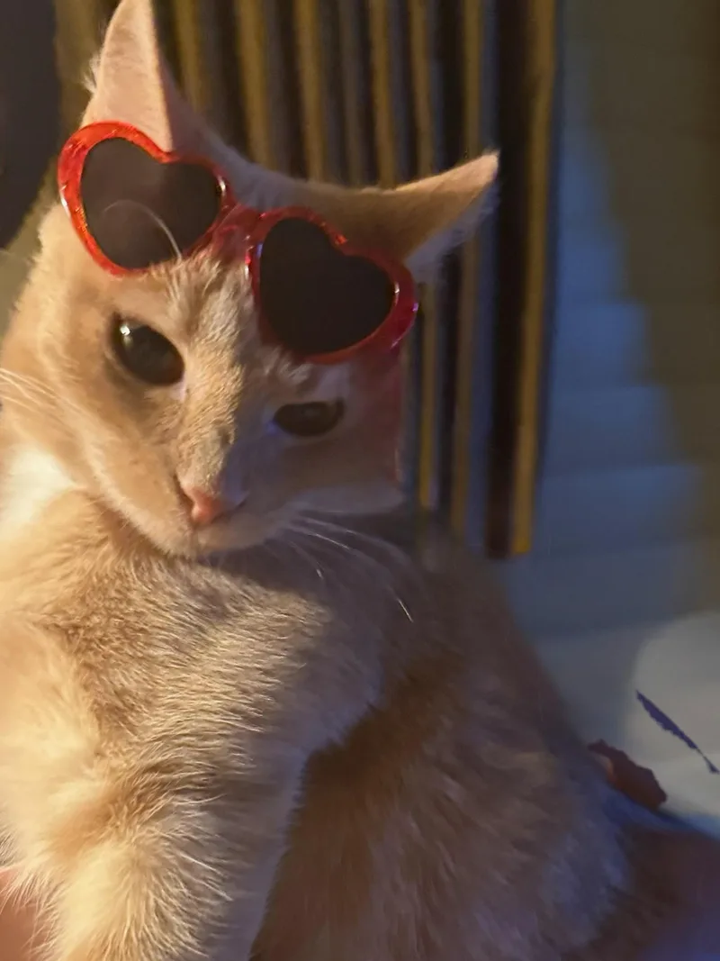 Sunny  Kuykendahl Petsmart thumbnail 5