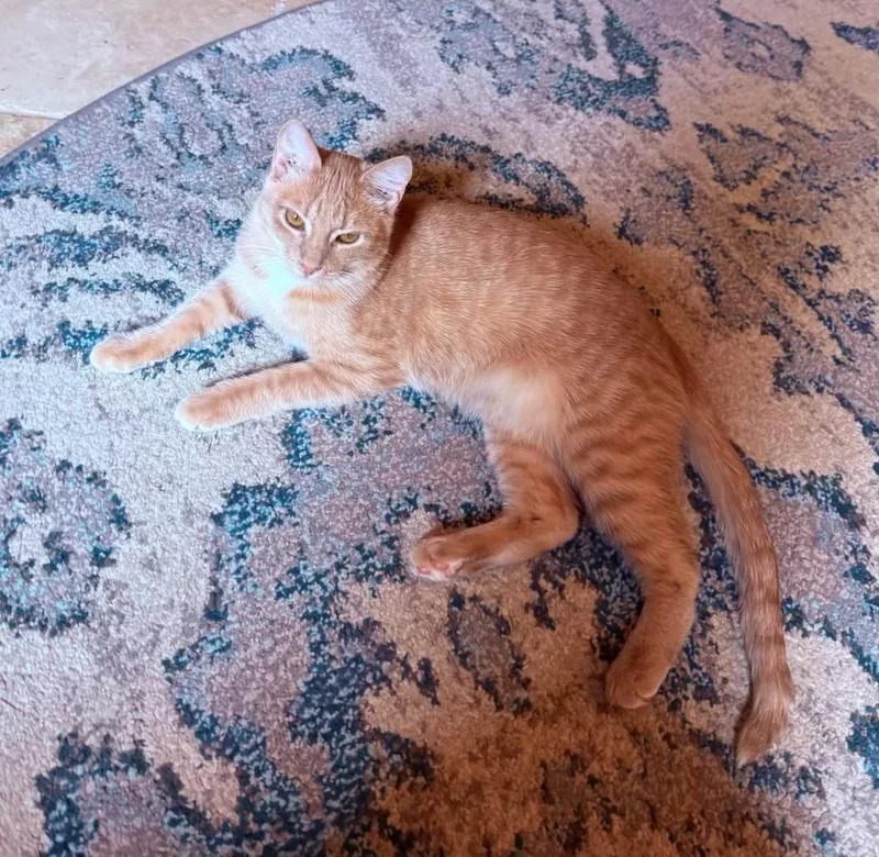 Sunny  Kuykendahl Petsmart