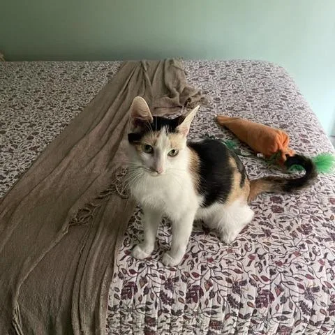 A young medium-sized female Calico Domestic Short Hair cat named Kacie C for adoption in Princeton, MN
