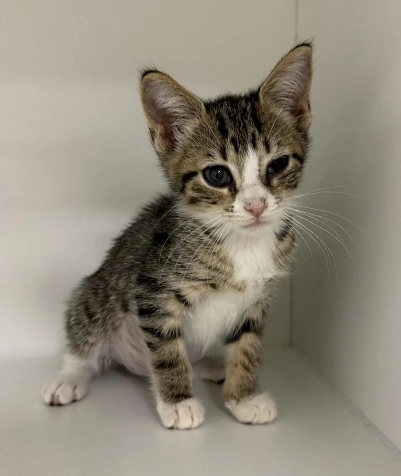 A young medium-sized female Domestic Short Hair cat named Creed for adoption in Satellite Beach, FL