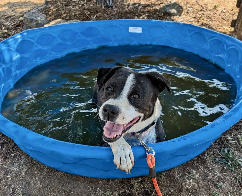 Mr Wiggles thumbnail 2