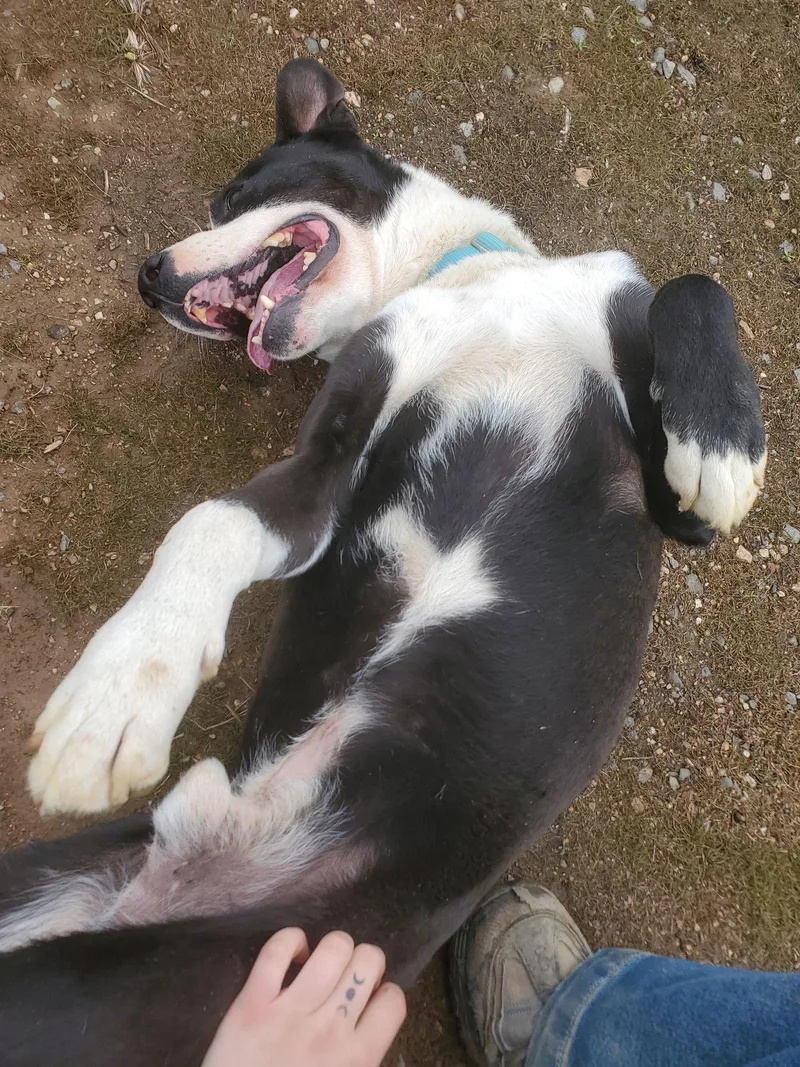 Mr Wiggles thumbnail 3