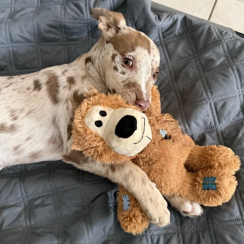 A baby medium-sized female Yellow / Tan / Blond / Fawn Australian Shepherd dog named Ny Tinkerbell Avail Apr for adoption in Eastford, CT