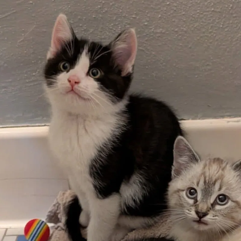 A baby medium-sized male Black & White / Tuxedo Tuxedo cat named Mochi for adoption in Wadsworth, IL