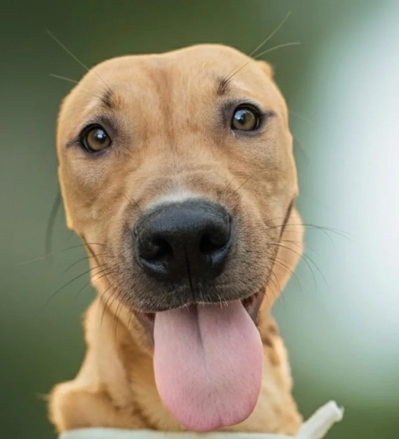 Vitoperfect  Lb Size thumbnail 3