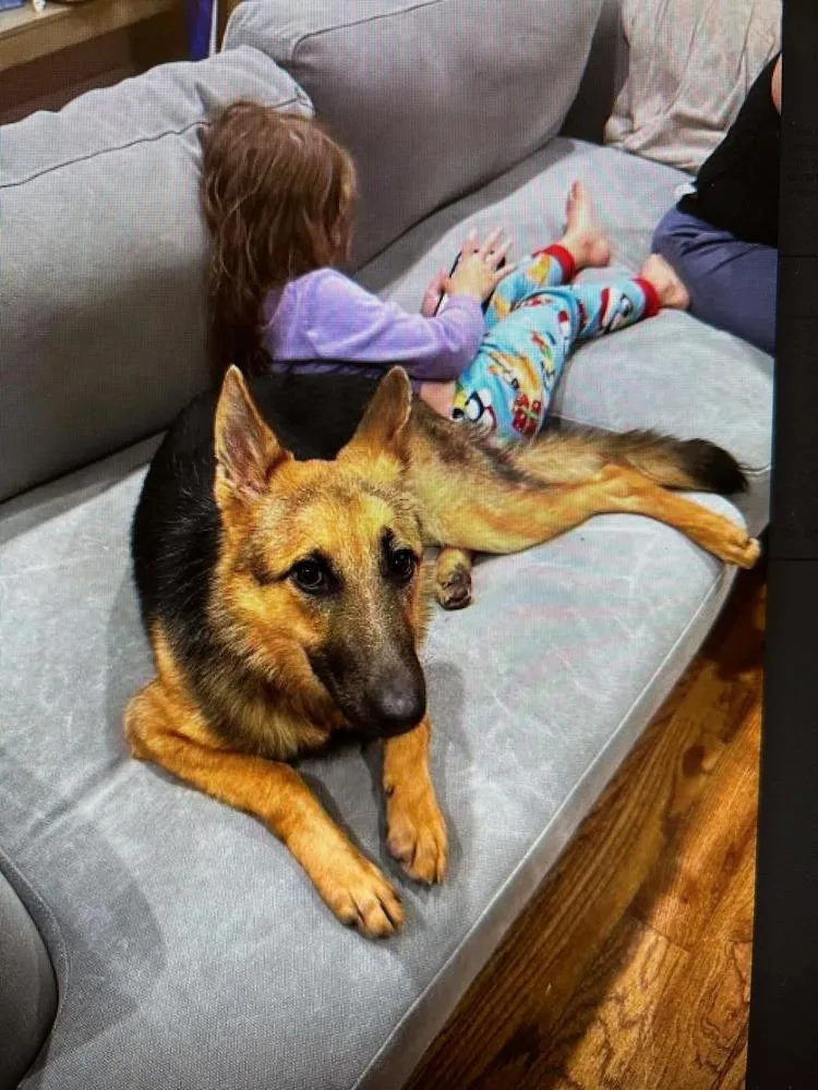 A baby medium-sized female Brown / Chocolate German Shepherd Dog dog named Georgia for adoption in Sealy, TX