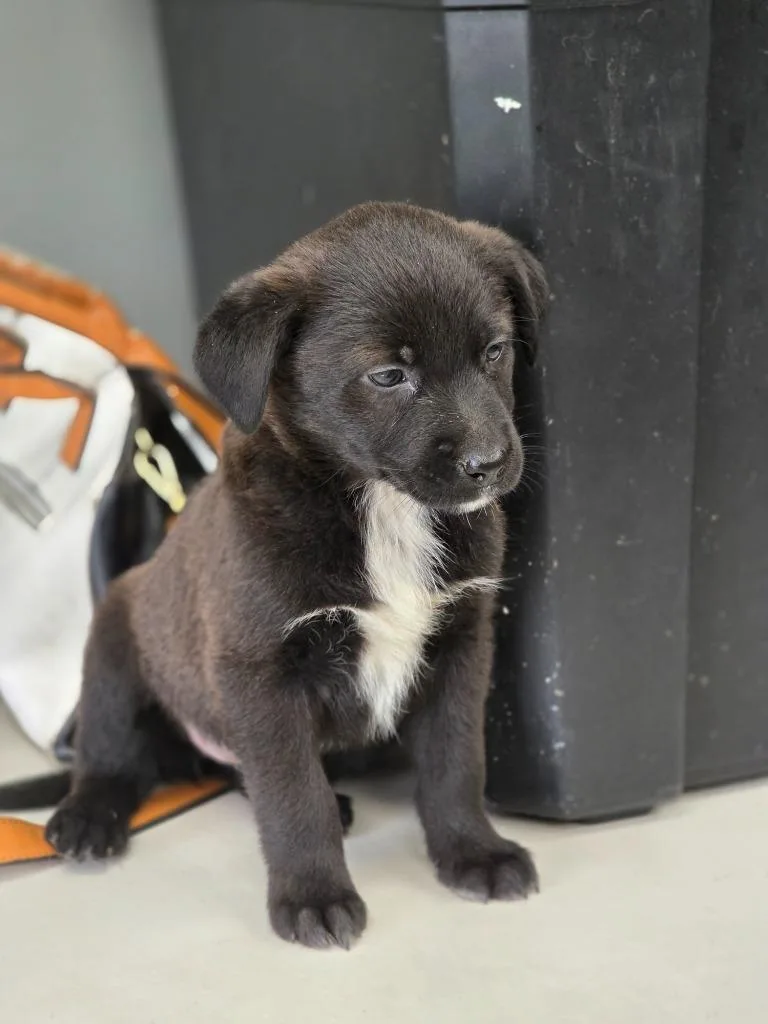 A baby medium-sized female Australian Cattle Dog / Blue Heeler dog named Bingo for adoption in Carthage, MO