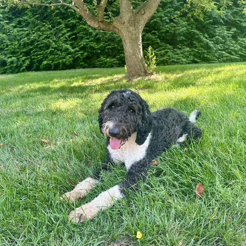 A young medium-sized male Black Sheep Dog dog named Roscoe for adoption in Jarrettsville, MD
