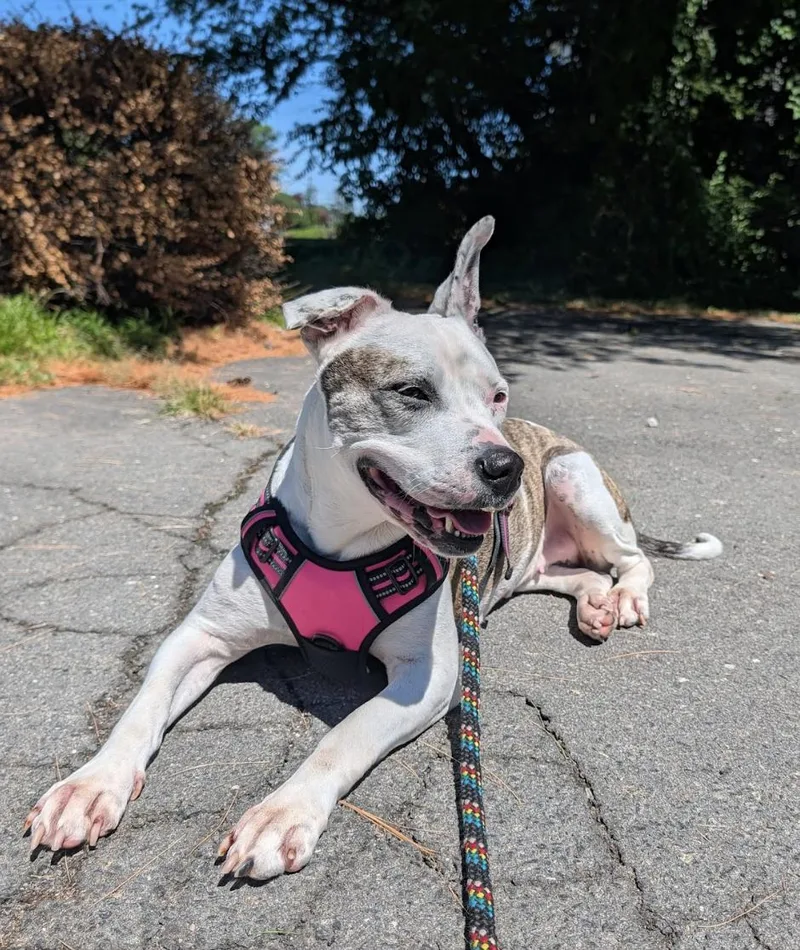 An adult medium-sized female Brindle Pit Bull Terrier dog named Princess for adoption in Tinton Falls, NJ