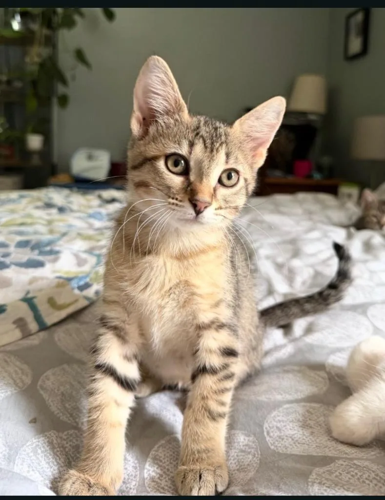 A baby medium-sized female Tabby (Orange / Red) Domestic Short Hair cat named Cicada for adoption in Shawnee, KS