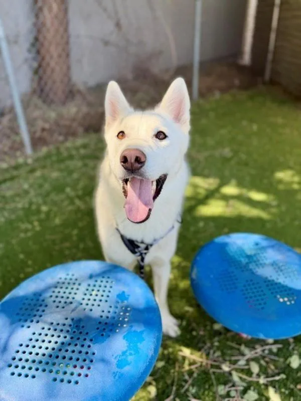 Artemis
