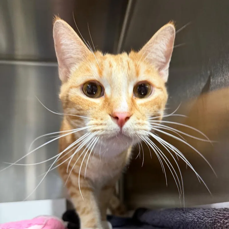 An adult medium-sized male Orange / Red Domestic Short Hair cat named Carbuncle for adoption in Tampa, FL