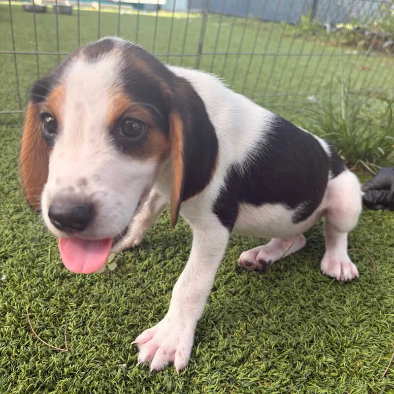 A baby small-sized male White / Cream Hound dog named Delta for adoption in Jupiter, FL
