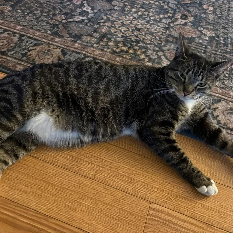 An adult medium-sized male Tabby (Brown / Chocolate) Domestic Short Hair cat named Lemon for adoption in Sewell, NJ
