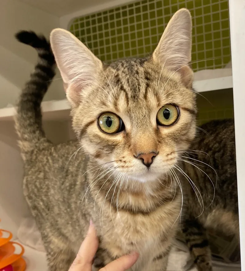 A young medium-sized male Domestic Short Hair cat named Clyde for adoption in Bridgeport, CT