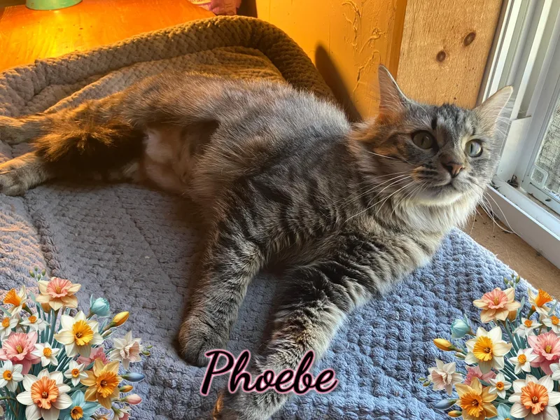 Phoebe
