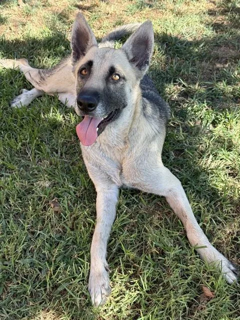 An adult medium-sized female Shepherd dog named Marge for adoption in Riverside, CA