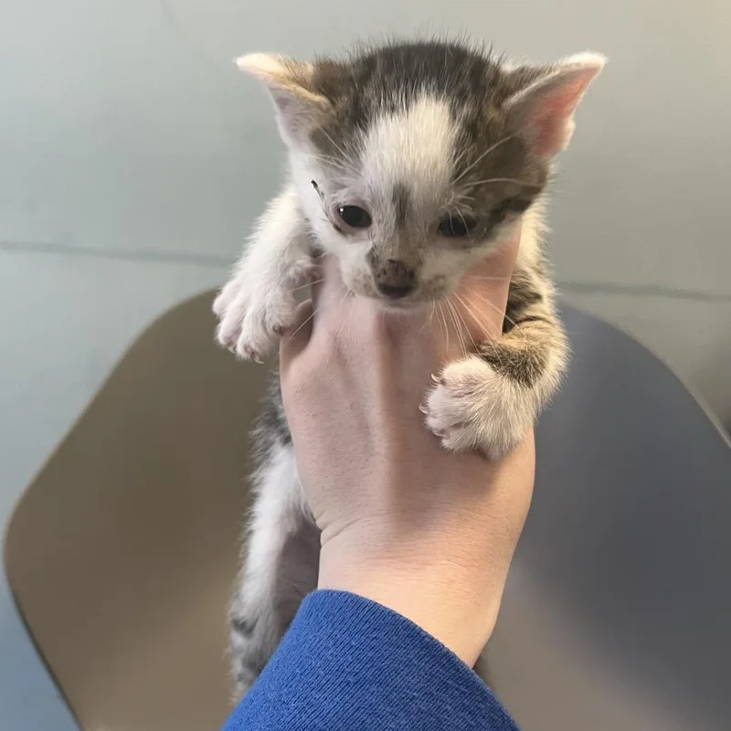 A baby small-sized male Brown / Chocolate Domestic Short Hair cat named Righty for adoption in Greensboro, NC