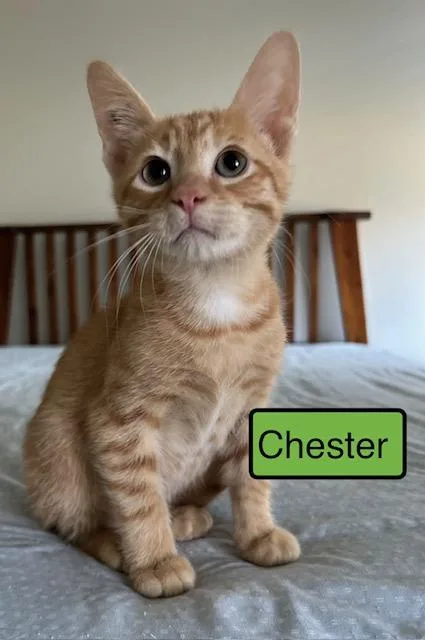 A baby medium-sized male Domestic Short Hair cat named Chester for adoption in Zimmerman, MN