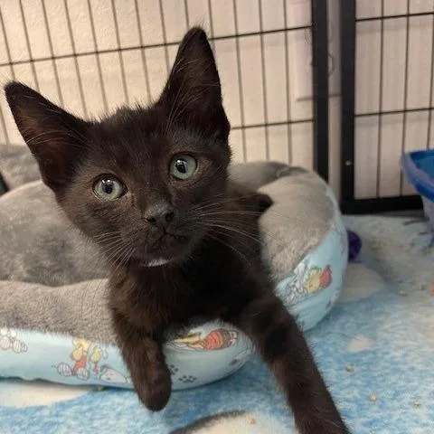 A baby small-sized male Black Domestic Short Hair cat named Puff for adoption in Hawthorne, CA