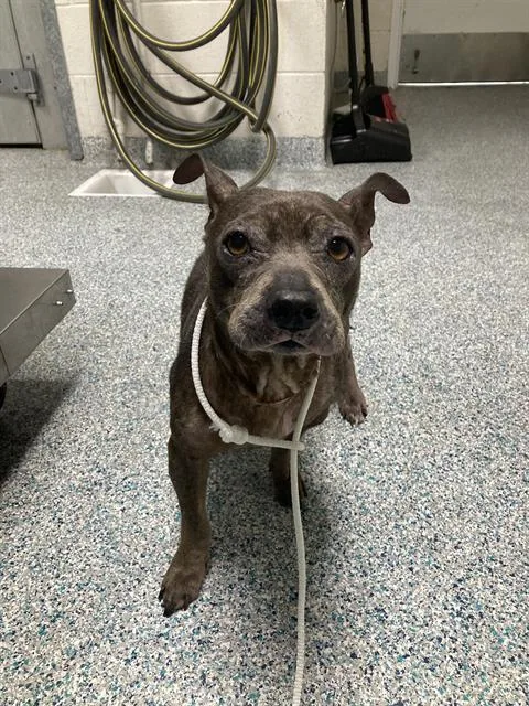 A senior small-sized female Terrier dog named Mattie for adoption in Long Beach, CA