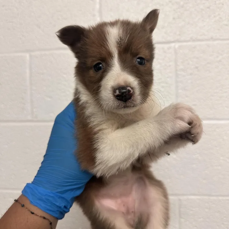 A baby medium-sized female Brown / Chocolate Shepherd dog named Bumblebee B for adoption in Edinburg, TX
