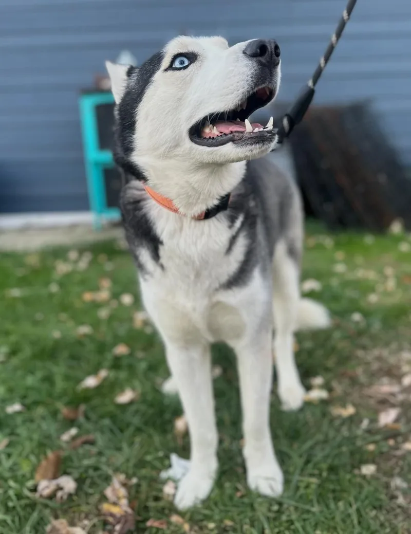 Hades! Sweet Easy Gentle thumbnail 3