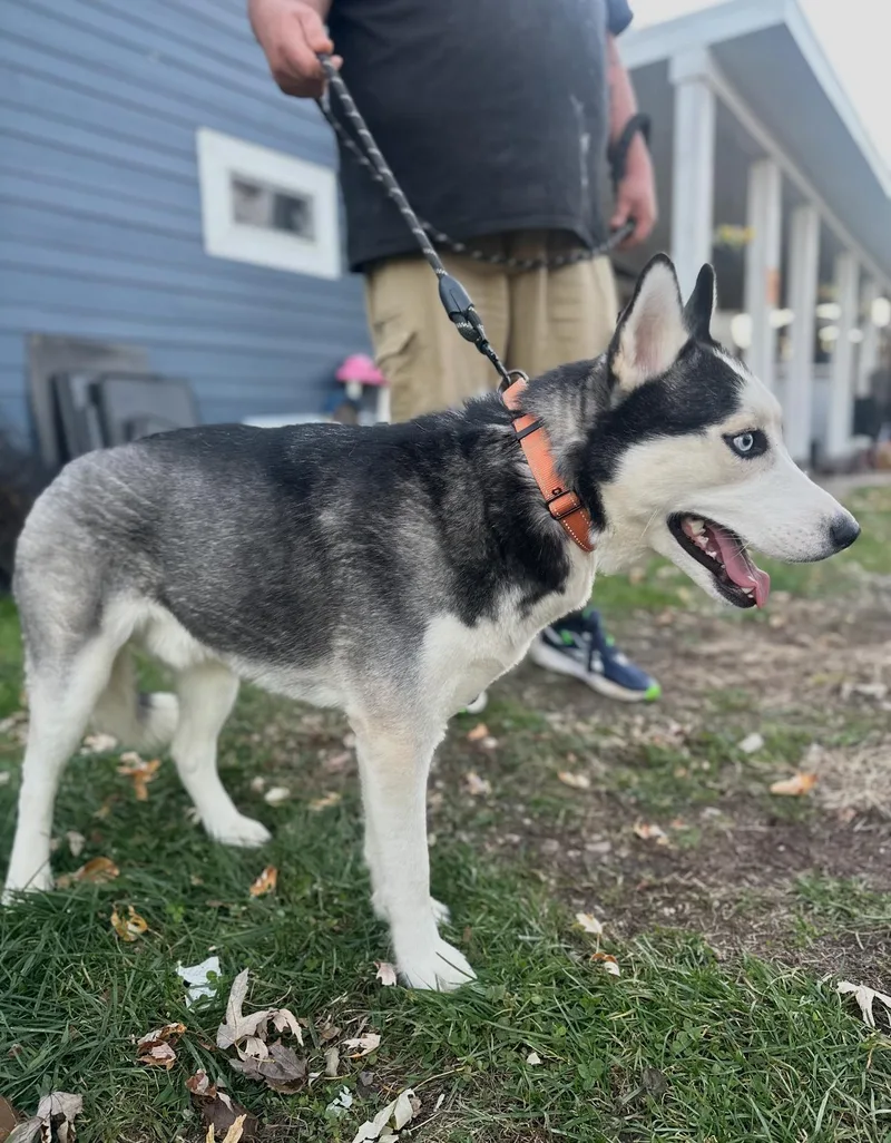 Hades! Sweet Easy Gentle thumbnail 4