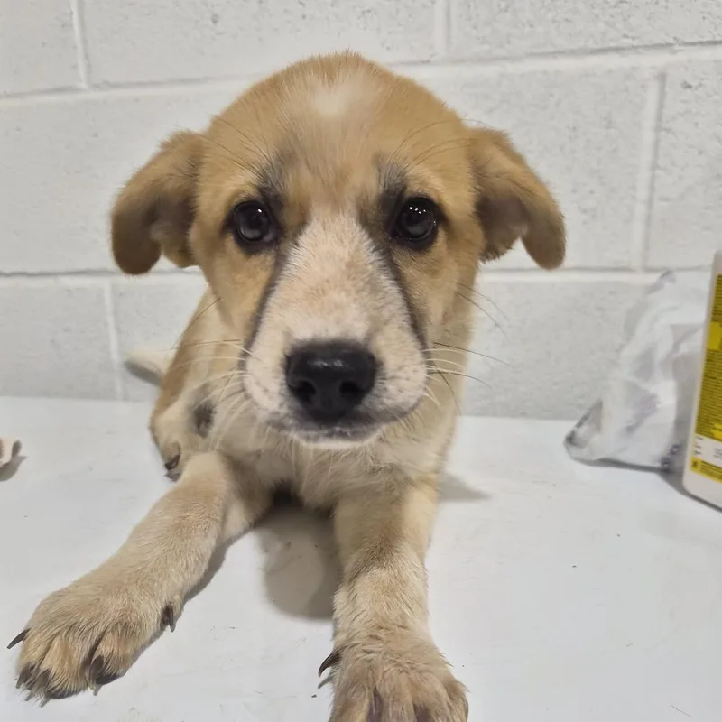 A baby medium-sized female Apricot / Beige Australian Cattle Dog / Blue Heeler dog named Poppy for adoption in Montague, TX