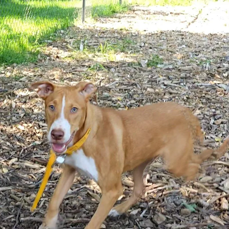 A young medium-sized male Hound dog named Jet for adoption in Ringwood, NJ