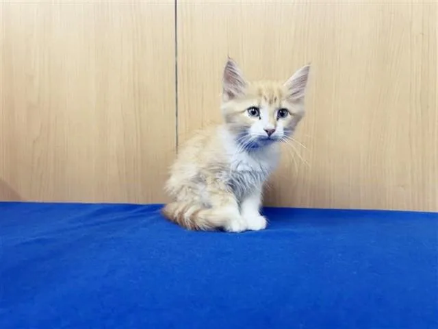 A baby small-sized male Domestic Medium Hair cat named Slinky for adoption in Saint Louis, MO