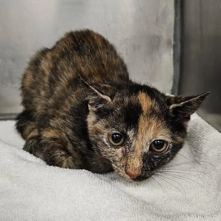 A baby small-sized female Tortoiseshell Domestic Short Hair cat named Katherine for adoption in Martinsville, VA