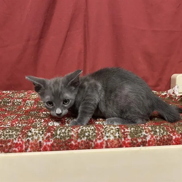 A baby small-sized male Domestic Medium Hair cat named Pearl for adoption in Modesto, CA