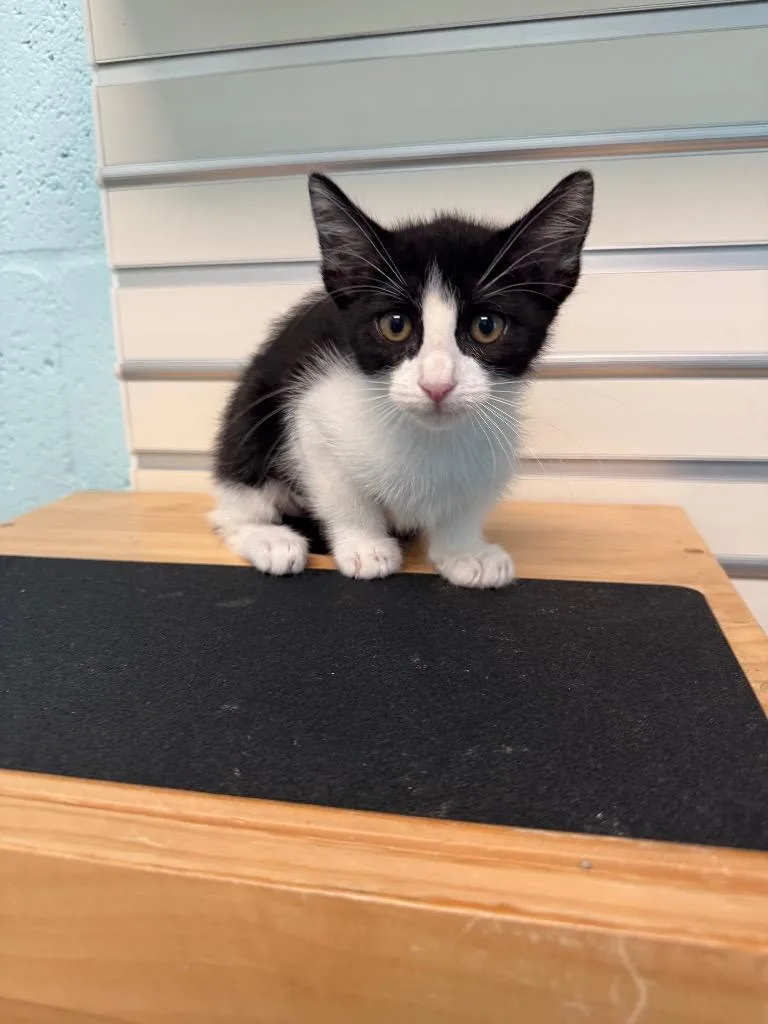A baby small-sized female Domestic Short Hair cat named Sirius for adoption in Cape Coral, FL