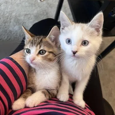 A baby small-sized male Flame Point Siamese cat named Apollo & Artemis for adoption in Liverpool, TX