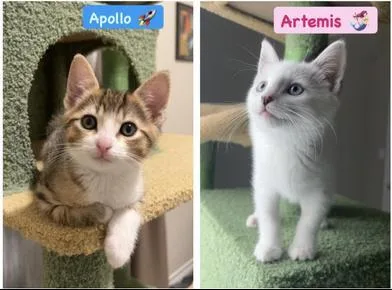 Apollo & Artemis thumbnail 2